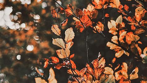 aesthetic fall desktop wallpaper|fall aesthetic backgrounds for desktop.